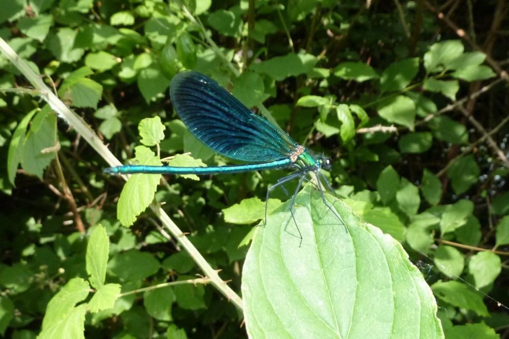 Calopteryx splendens, maschio